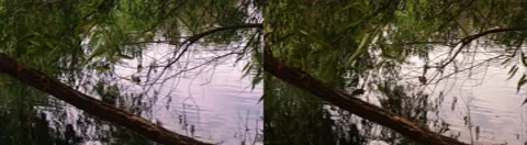 Duck Pond 3D Stock Footage 7769060