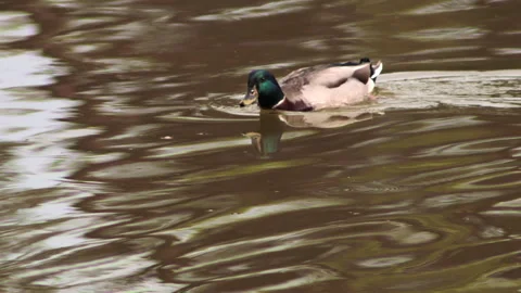 Duck in the pond  - 4K - ProRes Stock Footage 163587516