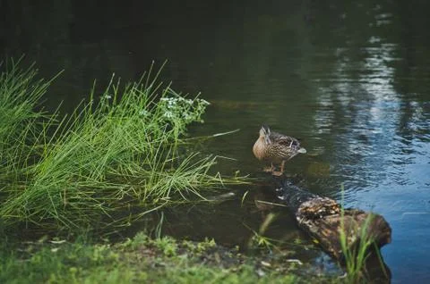 Duck on a pond 8406. Stock Photos