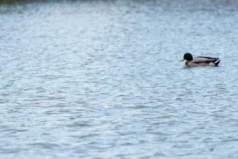 Duck on a pond - background with copyspace Stock Photos