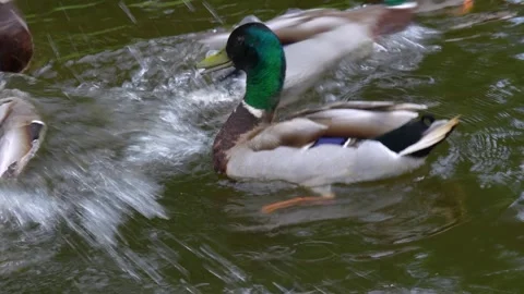 A duck in a pond is chasing other ducks Stockbeeldmateriaal 289983237