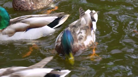 A duck in a pond is chasing other ducks Video stock 289990630