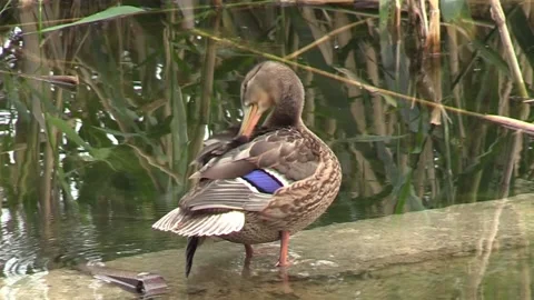 A duck on the pond cleans its feathers Видео 160734833