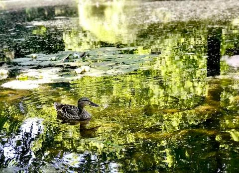 Duck in the pond, close up Foto stock