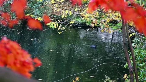 Duck Pond Dive Stock Footage 74150713