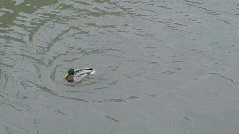 Duck on pond dives and flaps its wings Vídeo Stock 334856250