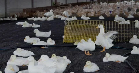 Duck pond in the farm Stock Footage 234955637