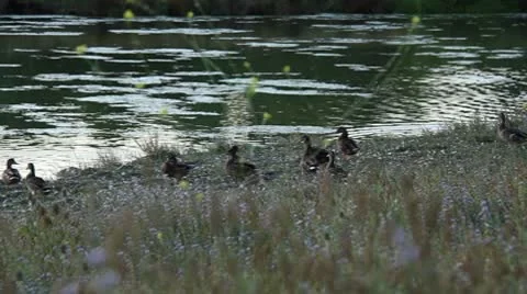 Duck Pond with Flowers 動画素材 8919147