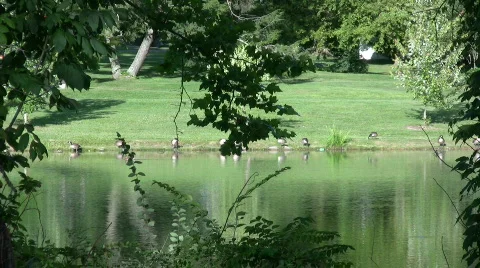 Duck Pond Stock Footage 481801