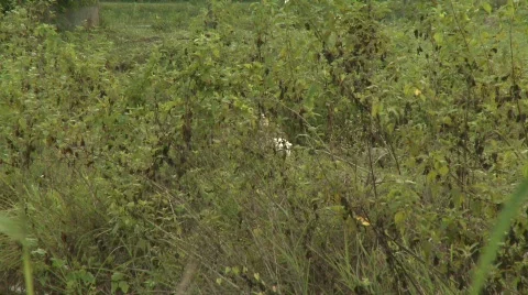 Duck in the pond Stock Footage 483680