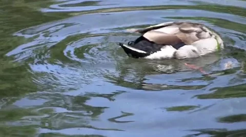 Duck in a pond Video stock 8743452
