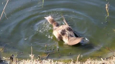 Duck in a pond Stock Footage 11145589
