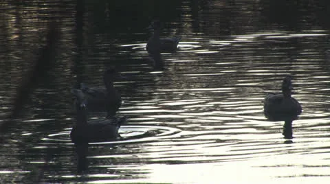 Duck pond Stock Footage 25066236