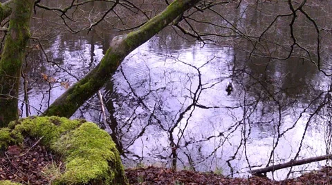 Duck on the pond. Stock Footage 34130722