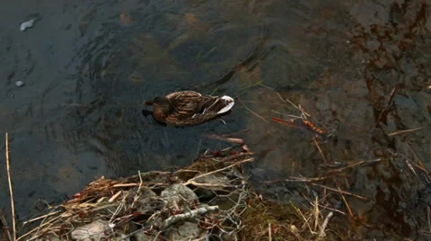 Duck on Pond Stock Footage 37624280