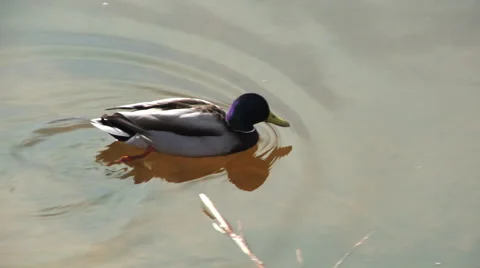 Duck in a Pond Stock Footage 49540943