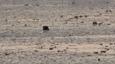 Duck on pond Video stock 69046145