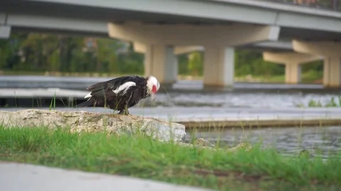 Duck by the pond 库存影片 78713695