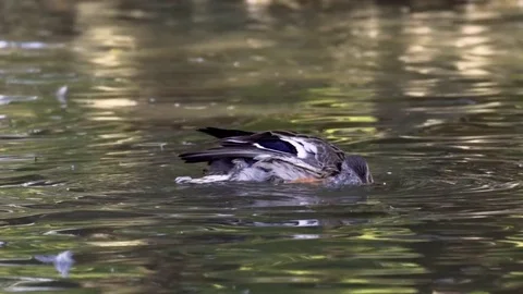 Duck in the pond Stock Footage 79968269