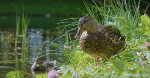 A duck on a pond Stock Footage 80249728
