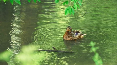Duck on the pond Stock-Footage 93566491