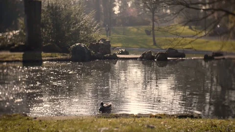Duck in pond Stock Footage 121574955