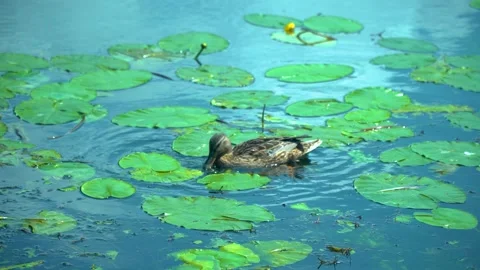 Duck in the pond Stock Footage 133526072