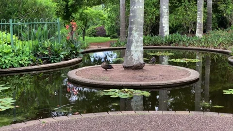 Duck pond Video stock 143643909