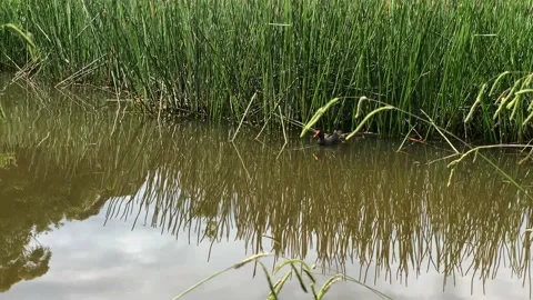 A duck in a pond Video stock 143646530