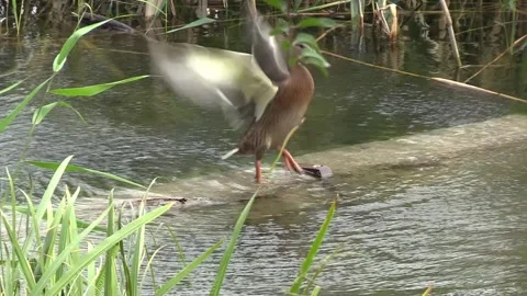 Duck on the pond Видео 160735128