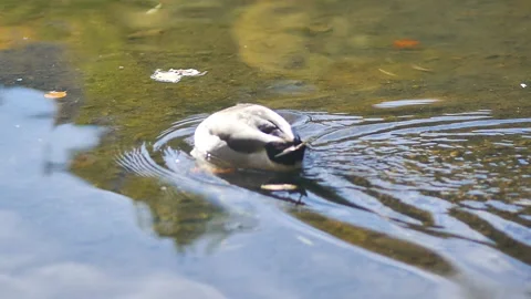 DUCK IN POND Stock Footage 178687284