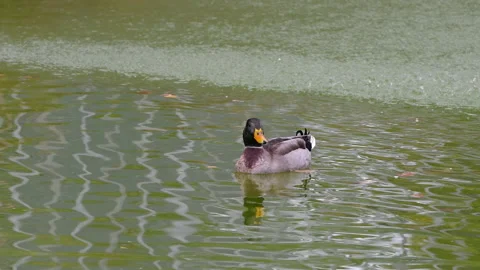Duck in a pond Stock Footage 221195051