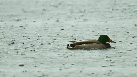 Duck in Pond Stock Footage 225017337