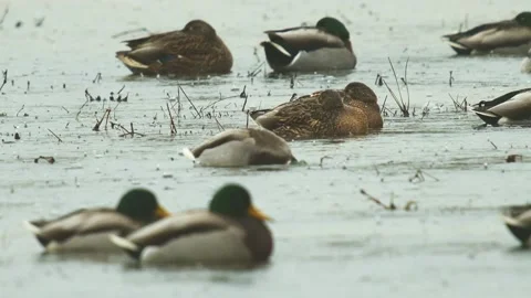 Duck in Pond Stock Footage 225024241