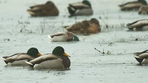 Duck in Pond Stock Footage 225030823