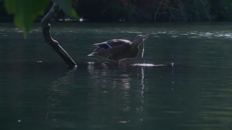 Duck on a pond Vidéo 255224791