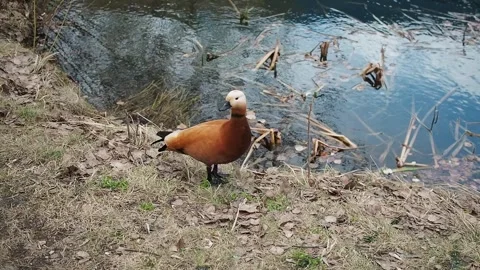 Duck on the pond Stock Footage 273256566