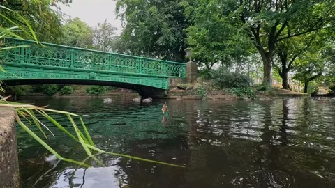 Duck Pond Stock Footage 284469585
