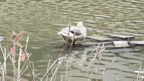 Duck in a pond Stock Footage 302562469