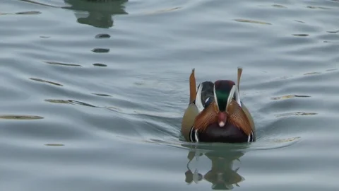 Duck in the pond of Hellbrunn, Salzburg, Austria in Winter Stock Footage 105338564