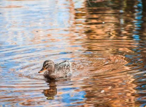 Duck in Pond Medium Stock Photos