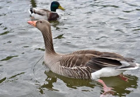Duck on a pond Stock Photos