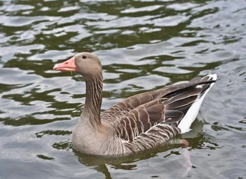 Duck on a pond Stock Photos