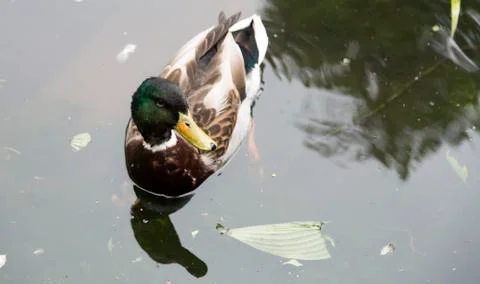 Duck in Pond Stock Photos