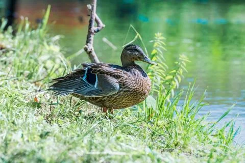 Duck on the pond Фото