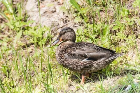 Duck on the pond Fotos Stock