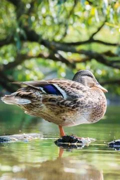Duck on the pond Foto stock