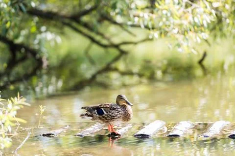 Duck on the pond Фото