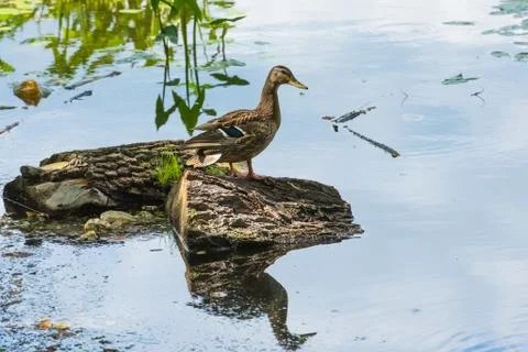Duck on the pond Foto stock