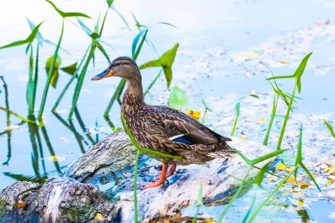 Duck on the pond Photos